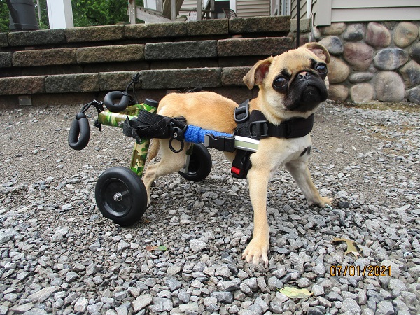 Pug with kyphosis spine curvature