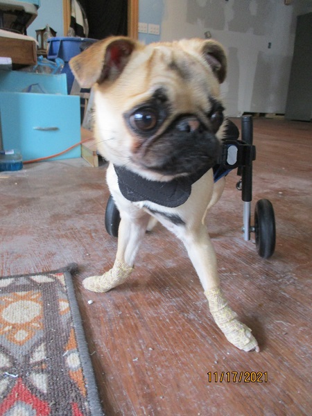 Pug with spine deformity kyphosis