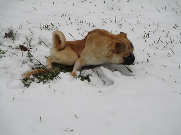 Dog with kyphosis spine deformity