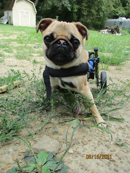 Pug in wheelchair suffers from kyphosis