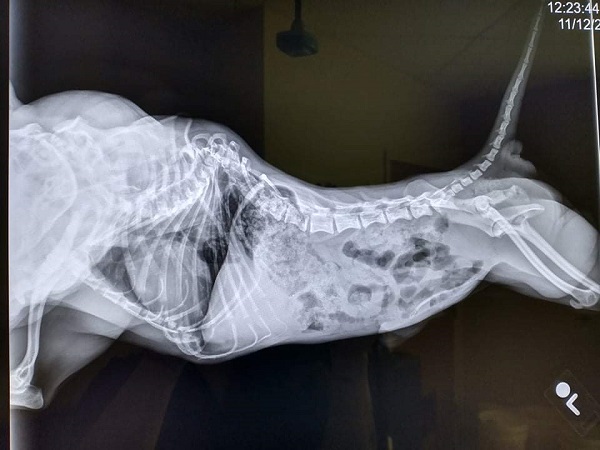 X-ray of dog with kyphosis spine deformity.
