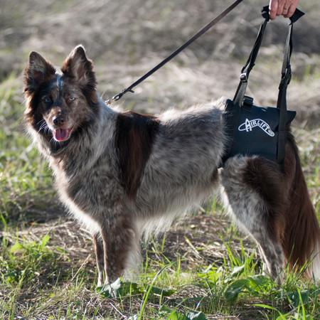 Dog wearing Air Lift One support harness