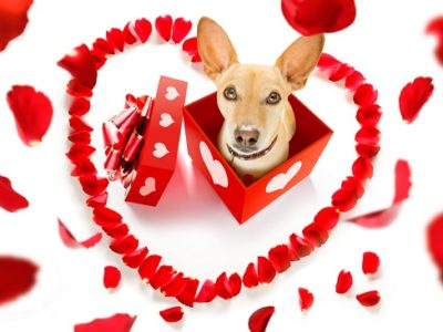 Dog Valentine's Day photo