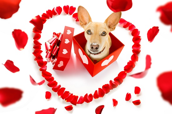 Dog Valentine's Day photo