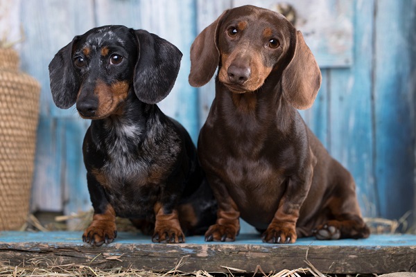 Two dachshunds waiting to be adopted