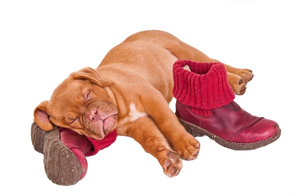 Puppy sleeping on dog boots