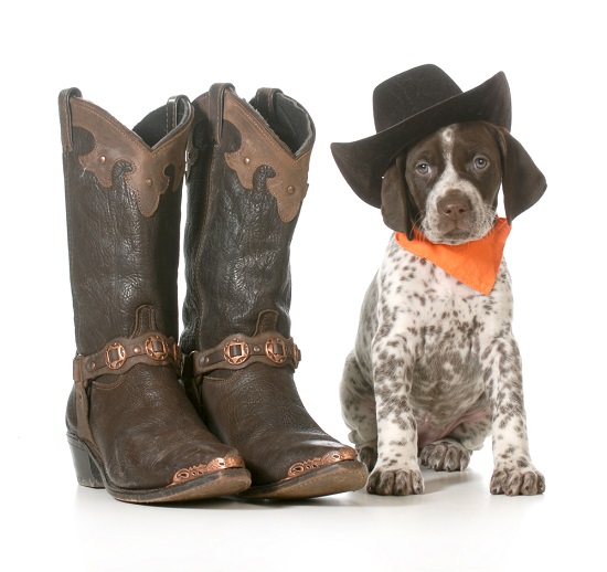 Puppy wearing a cowboy hat sitting by cowboy boots