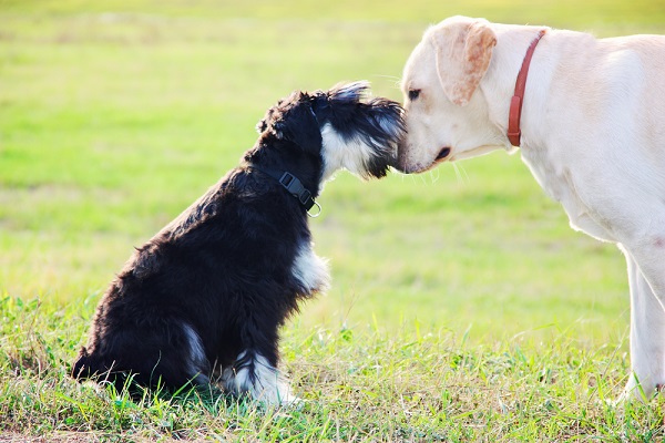 Two dogs waiting to be adopted