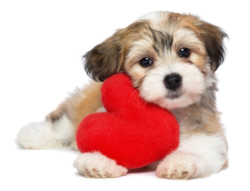 Puppy with Valentine's Day heart