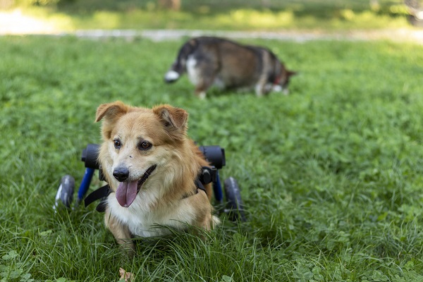 Dog in a wheelchair at a special needs dog rescue group