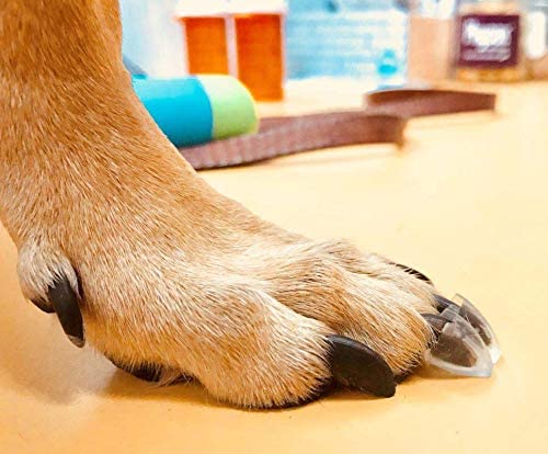 The Best Dog Boots to Improve Your Pet's Mobility