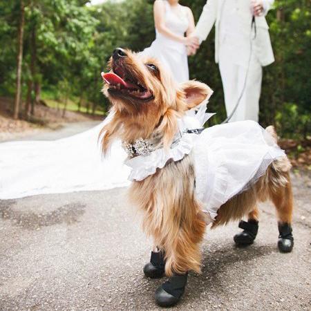 Dog wearing Walkaboots