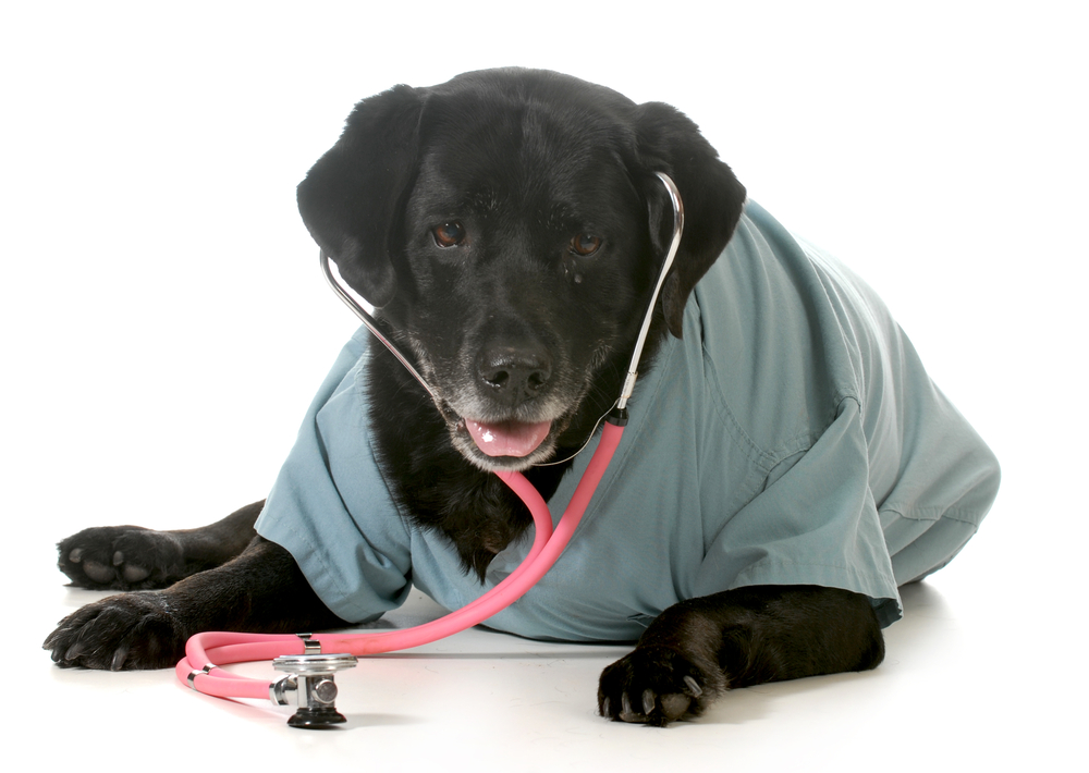 Old dog with stethoscope