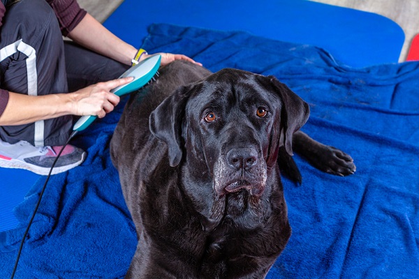Dog receiving laser therapy