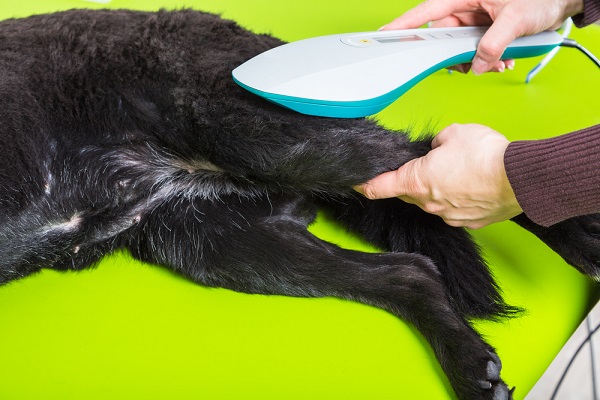 Dog receiving laser light therapy