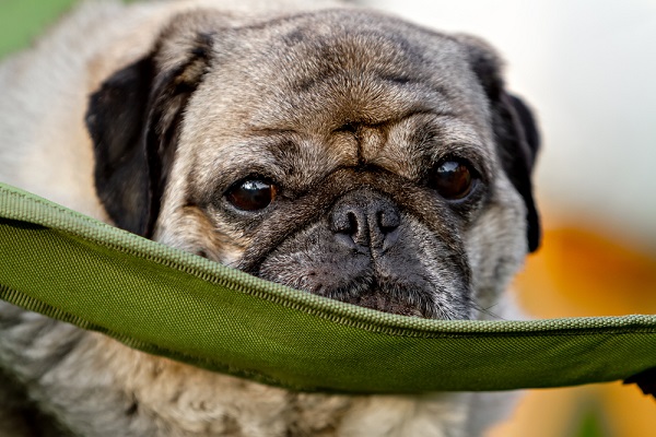 Senior Pug is a candidate for the Senior Pet Project