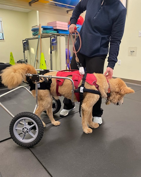 Dog in Doggon' Wheels cart