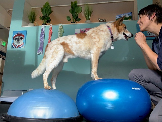 Dr. Jenny Moe doing balance ball exercise with a dog