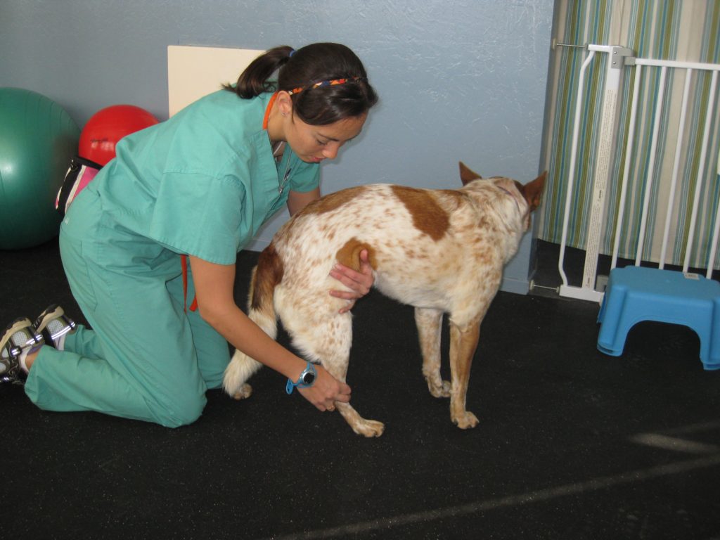 Dog doing myofascial release exercise