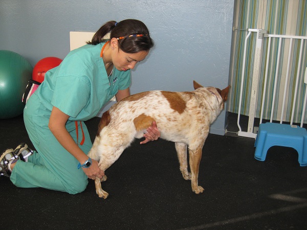 Dog doing physical therapy