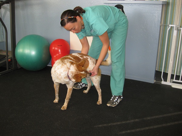 Dog doing cookie's up PT exercise