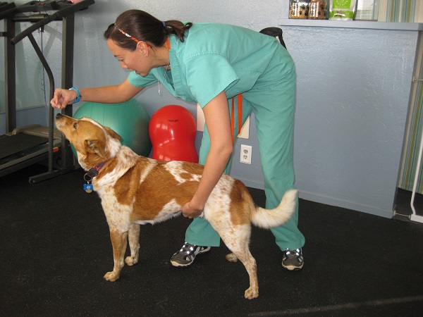 Dog doing cookie's up physical therapy exercise