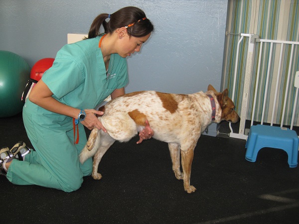 Dog doing myofascial release