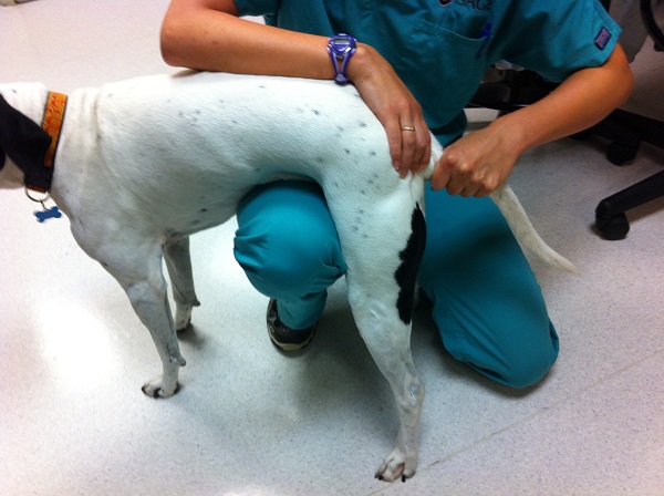 Dog doing tail traction