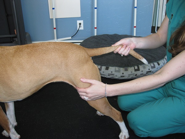 Dog doing myofascial release exercise tailwork