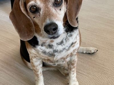 Beagle with canine obesity