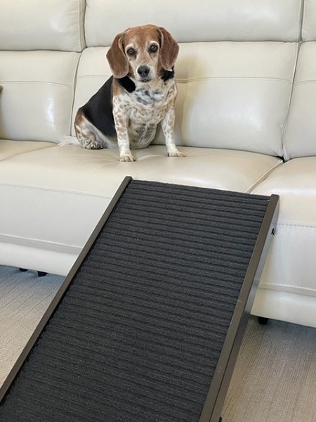 Beagle sitting next to indoor dog ramp