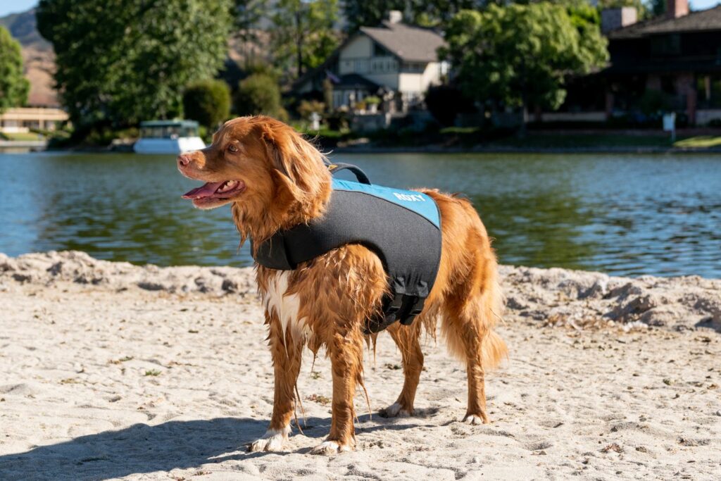 A brown dog standing on sand wearing a K9 Ballistics dog life jacket.