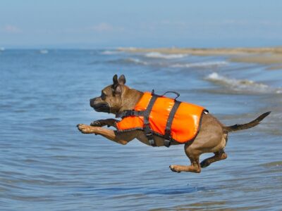 Dog wearing life jacket