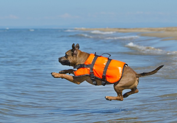 A dog wearing an orange life jacket jumping into the ocean.