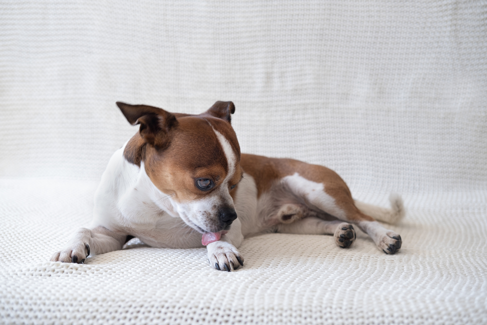 Dog licking paw