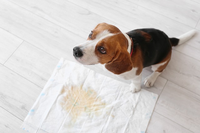 Beagle sitting near pee pad