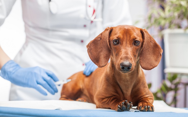 Dachshund sitting on veterinary exam table