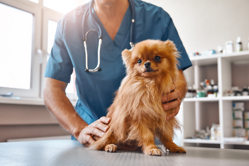 Veterinarian with a patient