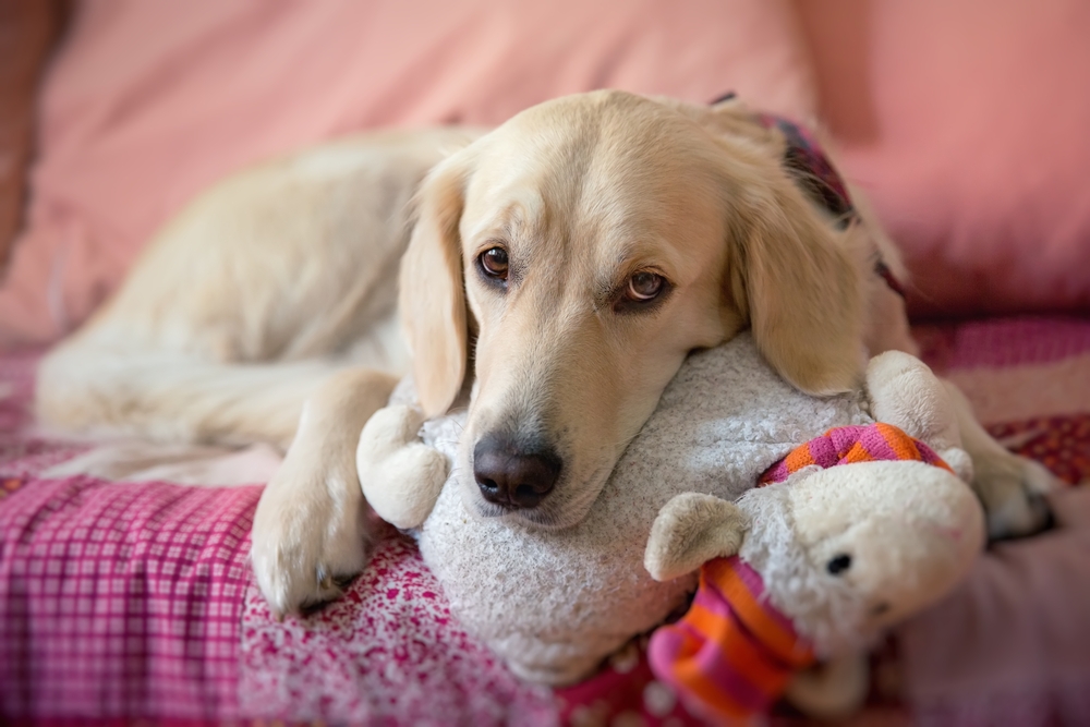 Dog lying on a blanket