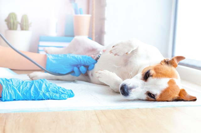 Little dog being examined by a veterinarian