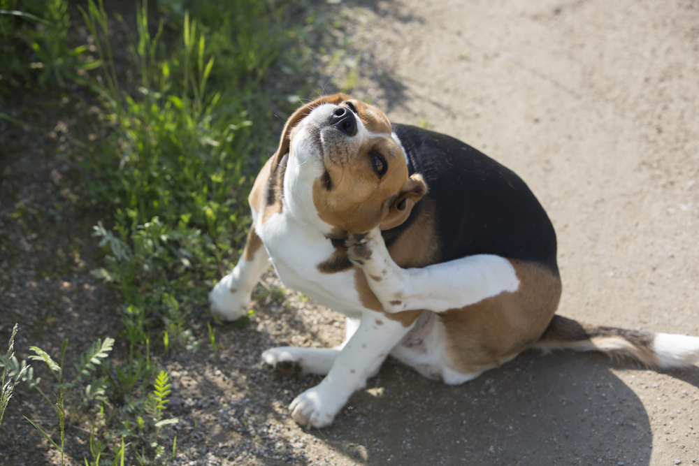 Dog scratching an ear