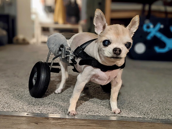 Lily a paralyzed Chihuahua