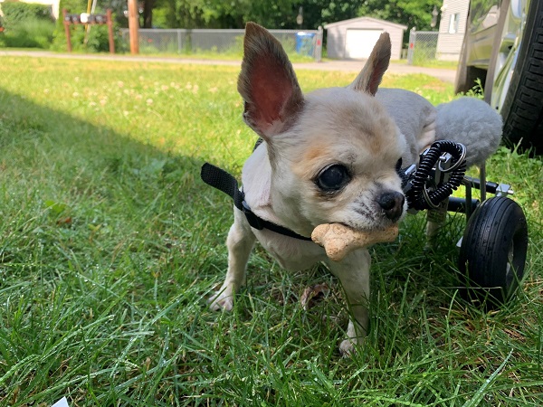 Lily a paralyzed Chihuahua