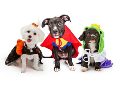 Three dogs dressed in Halloween costumes