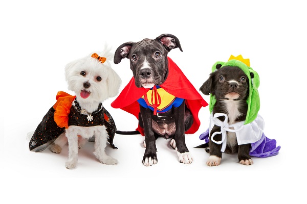 Three dogs dressed in Halloween costumes