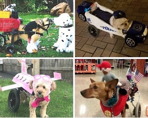 Dogs in wheelchairs dressed for Halloween