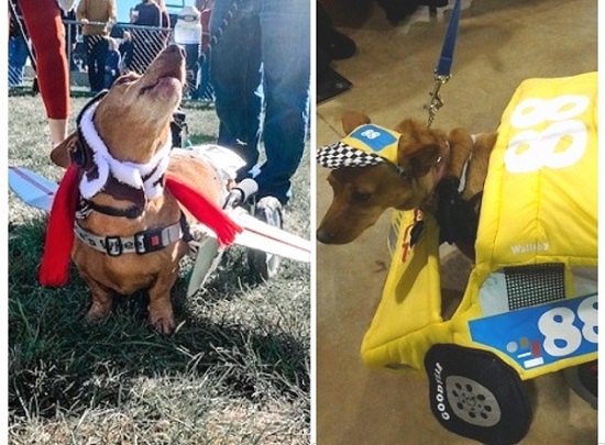 Wheelchair dogs in Halloween costumes