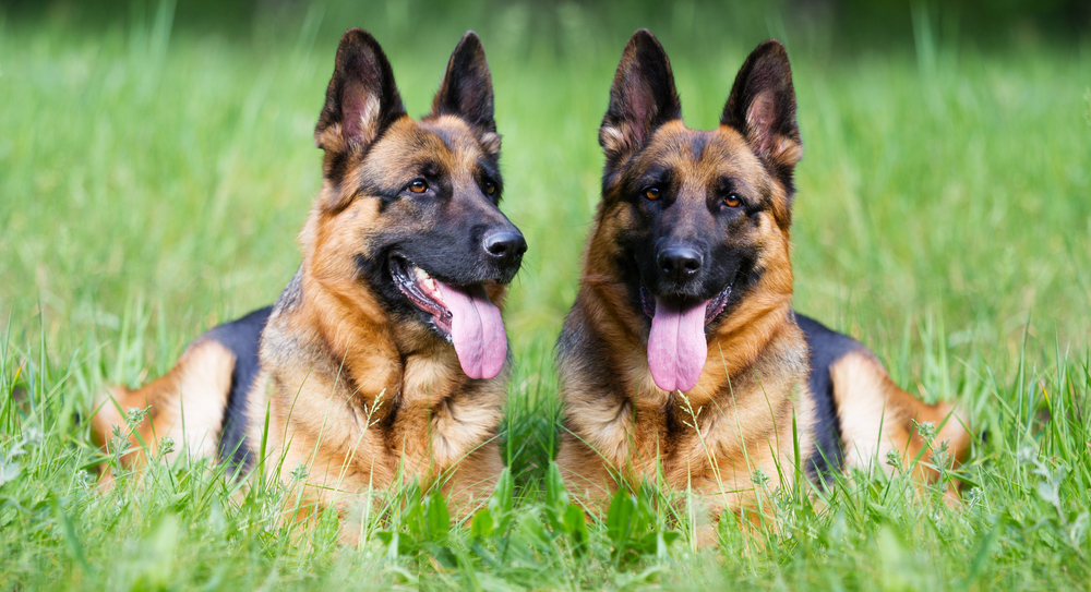 German shepherd dogs are prone to hip dysplasia
