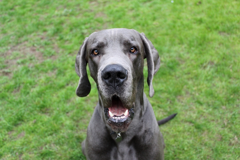 Great Dane dogs are prone to hip dysplasia