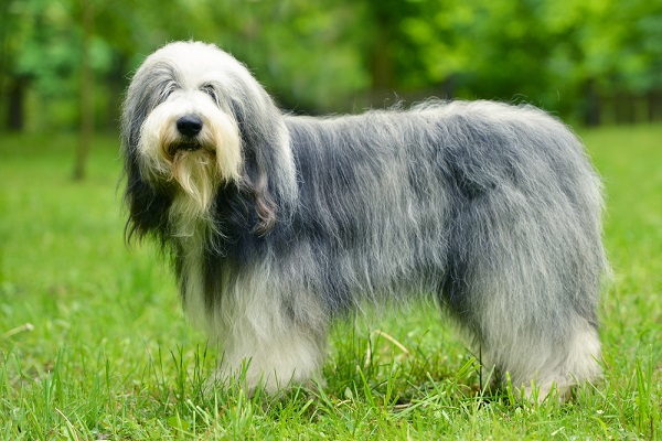 Sheepdogs are prone to hip dysplasia